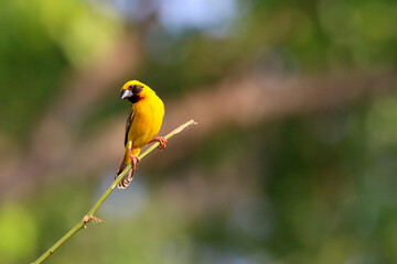 Beautiful Asian golden weaver perched on a branch.