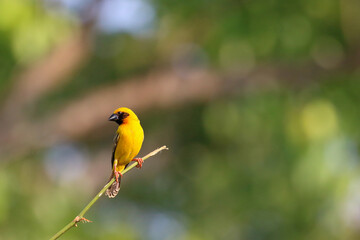 Beautiful Asian golden weaver perched on a branch.