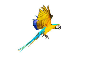 Colorful macaw parrots flying isolated on white.