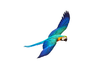 Colorful macaw parrots flying isolated on white.