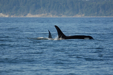 Naklejka premium Orcas near San Juan Island, WA.