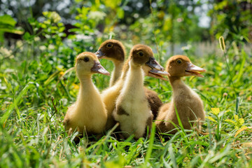Little young ducklings are walking on green grass.