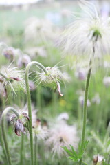 初夏のオキナグサ