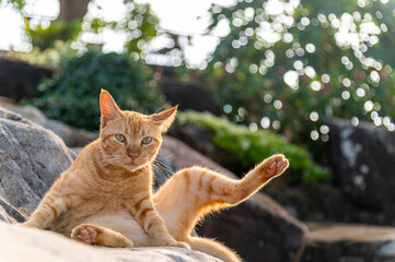 homelesee cat licks its fur to clean itself. with green natural bokeh background. - homeless cat on...