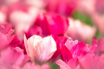 春の庭園は色鮮やかなチューリップの花