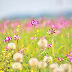 Obraz na płótnie Canvas 春の野原の色とりどりのお花畑