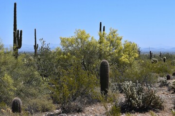 Desert landscape at White Tank Regional Park near Phoenix Arizona