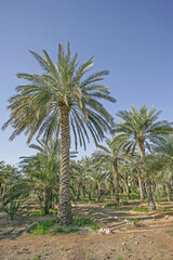Naklejka na ściany i meble Date Plantation in Dhaid in the UAE