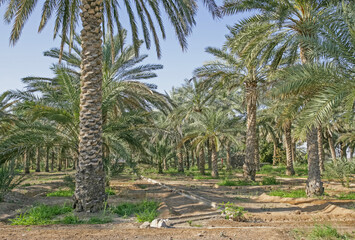 Date Plantation in Dhaid in the UAE