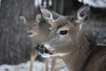 white deer
