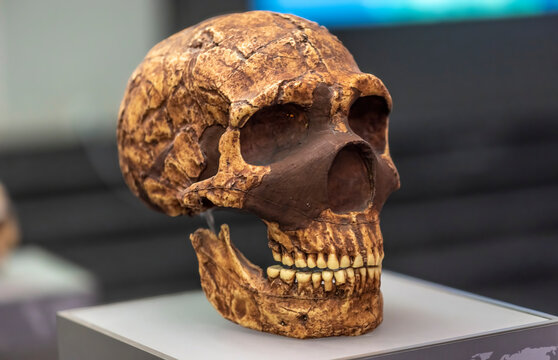 Homoneanderthalensis     Neanderthals are an extinct species or subspecies of archaic humans who lived in Eurasia until about 40,000 years ago.