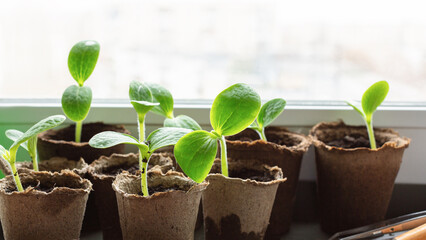 Pumpkin seedlings in peat pots on a windowsill at home, back light, close up, selective focus.