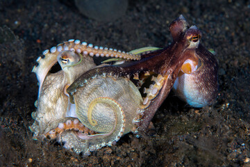 A couple of Coconut Octopuses (mating). The photo was taken during a night dive at a depth of 5m. at Tulamben area, Bali, Indonesia.