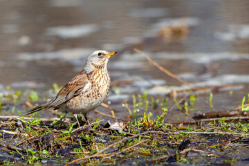  The fieldfare  is a member of the thrush family Turdidae. 