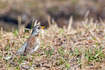  The fieldfare  is a member of the thrush family Turdidae. 