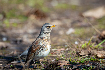  The fieldfare  is a member of the thrush family Turdidae. 