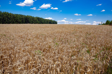 Wheat field and blue sky in Ukraine.