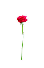 Red rose flower with long green stem isolated on white background , clipping path