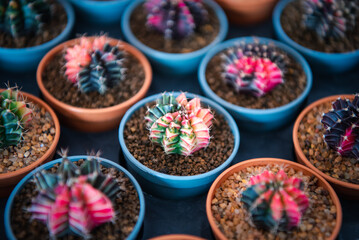 Cactus and Cactus flowers popular for decorative