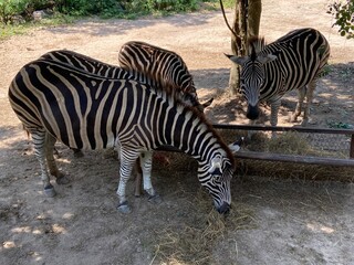 Fototapeta na wymiar Zebrs in zoo