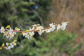 The white blossoming trees in the garden resemble sakura or cherry blossoms.