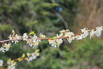 The white blossoming trees in the garden resemble sakura or cherry blossoms.