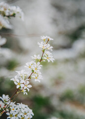 white flowers on a tree