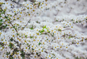 white flowers on a tree
