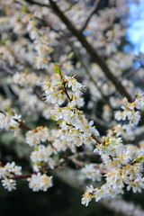 The white blossoming trees in the garden resemble sakura or cherry blossoms.