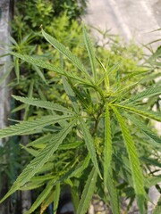 close up of marijuana