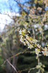 The white blossoming trees in the garden resemble sakura or cherry blossoms.