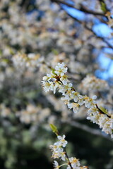 The white blossoming trees in the garden resemble sakura or cherry blossoms.