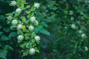 guelder rose flowers. Viburnum opulus in Latvia. 