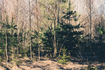 young small pines and birches in early spring