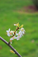 The white blossoming trees in the garden resemble sakura or cherry blossoms.