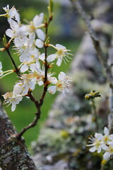The white blossoming trees in the garden resemble sakura or cherry blossoms.