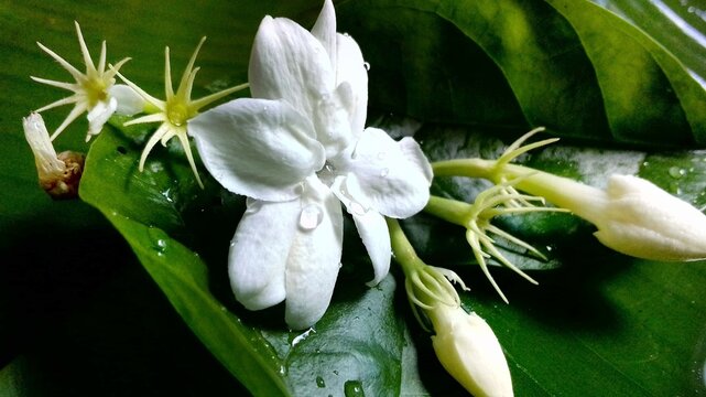 Sampaguita flower or Jasmine flower 