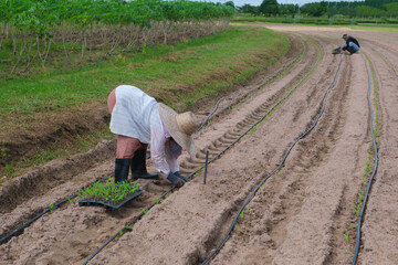 Newly planted Corn tree plant in a vegetable garden in the spring Vegetable garden