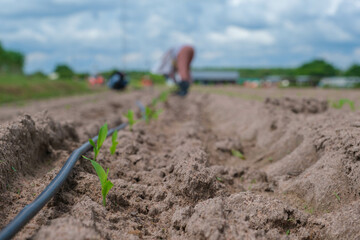 Newly planted Corn tree plant in a vegetable garden in the spring Vegetable garden