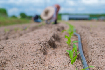 Newly planted Corn tree plant in a vegetable garden in the spring Vegetable garden