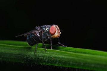 Bellardia viarum A large fly living on the edges of forests on higher weeds and shrubs macro.