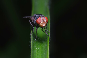 Bellardia viarum A large fly living on the edges of forests on higher weeds and shrubs macro.