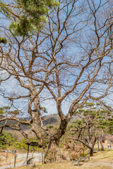 Fototapeta na wymiar Old leafless tree in wilderness park.