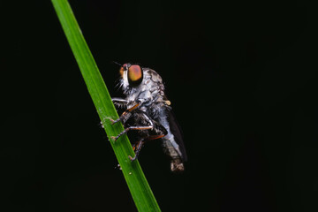 Close up of robber fly (Asilidae) or assassin fly waiting in ambush for its prey , Asilidae, robber fly , Robber fly with prey beautiful