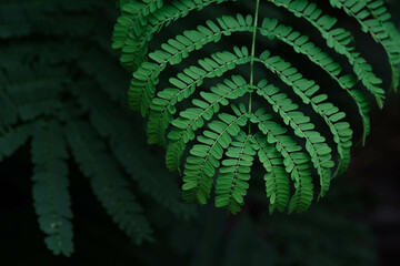 tropical leaves, abstract green leaves texture, nature background