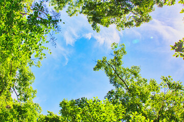 青空によく映える新緑