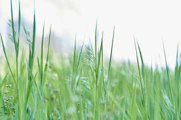 Beautiful green grass closeup shot