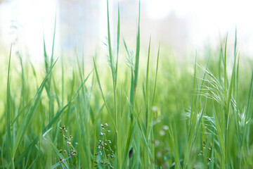 Beautiful green grass closeup shot