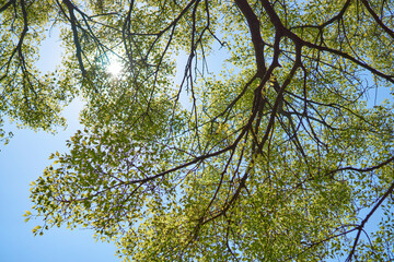 Looking up the tree from the ground