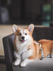 Dog on sofa. A cute dog sitting comfortably on sofa with copy space. Soft focus on the nose. Pure breed  Welsh Corgi. Vintage filter.